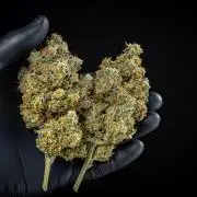 Banana Blaze Auto Dutch Passion