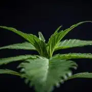 Biscotti Auto Green House Seed Co.