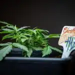 Ghost Train Haze Autoflower Zamnesia