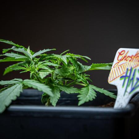 Ghost Train Haze Autoflower Zamnesia