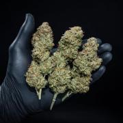 Z-UP Auto Fast Buds Indoor
