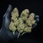 Z-UP Auto Fast Buds Indoor