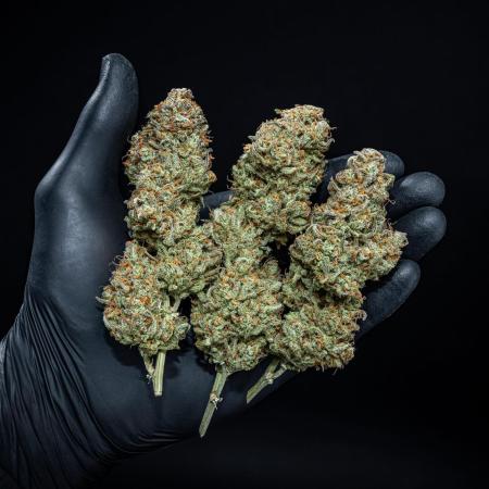 Z-UP Auto Fast Buds Indoor