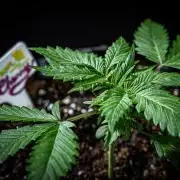 Lemon Cherry Cookies Auto Fast Buds