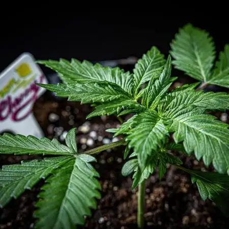 Lemon Cherry Cookies Auto Fast Buds