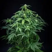 Strawberry Zkittlez Auto Ganja Farmer