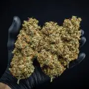 Dutch Treat Auto Zamnesia Seeds