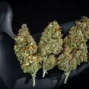 Passion Fruitz Automatic Zamnesia