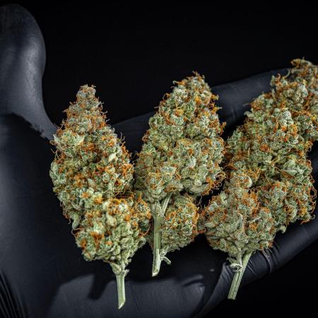 Passion Fruitz Automatic Zamnesia