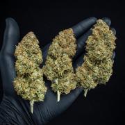 Sensi Supreme Oak Automatic Sensi Seeds