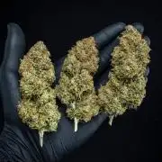 Sensi Supreme Oak Automatic Sensi Seeds