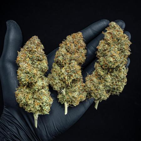 Sensi Supreme Oak Automatic Sensi Seeds