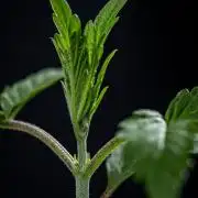 Frosted Guava Auto Green House Seed Co.