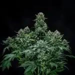 Sour Jealousy Auto Fast buds