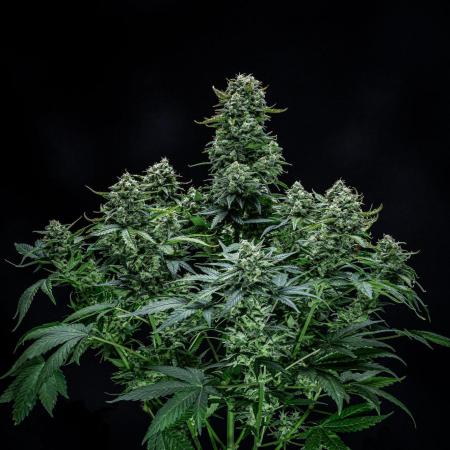 Sour Jealousy Auto Fast buds