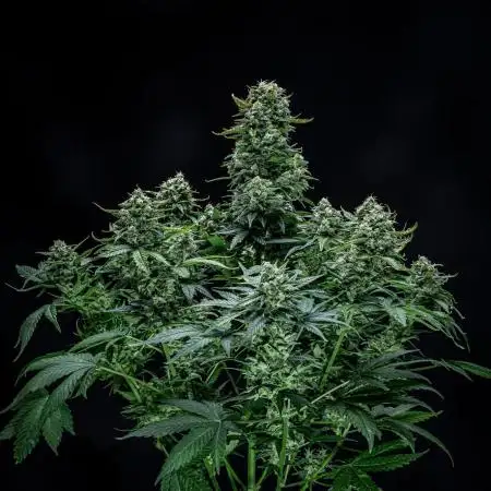 Sour Jealousy Auto Fast buds