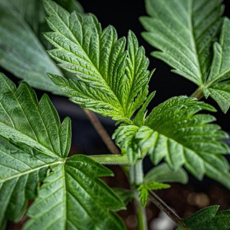 Sticky Broccoli Zamnesia EternityGrowCup