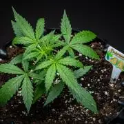 Sensi Supreme Oak Automatic Sensi Seeds