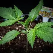 Banana Blaze Auto Dutch Passion