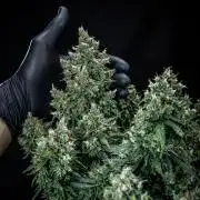 Maui Wowie Autoflower Seeds