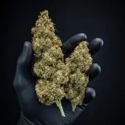 Ghost Train Haze Autoflower Zamnesia