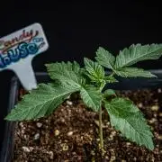 Candy House UKHTA Genetics