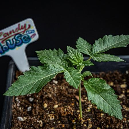 Candy House UKHTA Genetics