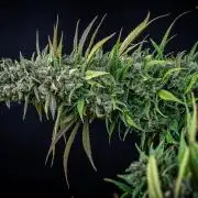 Auto Gelato Pyramid Seeds