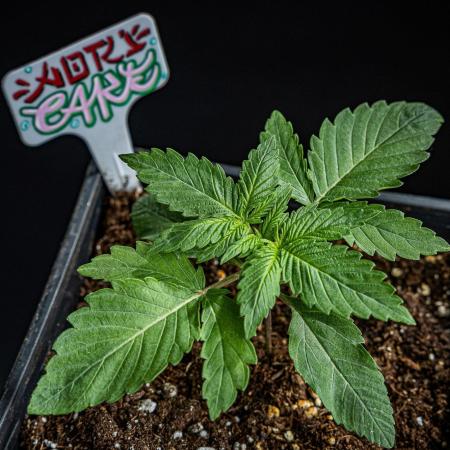 Nori Cake Green House Seed Co.