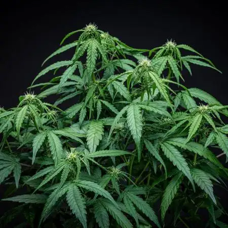 AK 2.0 XL Auto Ganja Farmer Seedbank