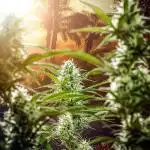 Z-UP Auto Fast Buds Indoor