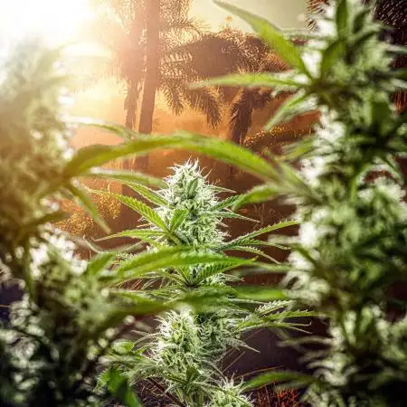 Z-UP Auto Fast Buds Indoor