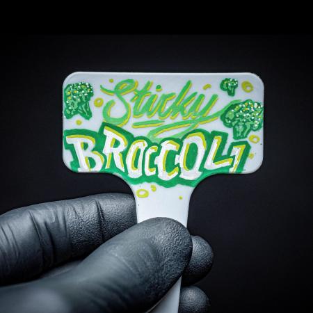 Sticky Broccoli Zamnesia EternityGrowCup