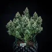 Maui Wowie Autoflower Seeds