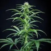 Ghost Train Haze Autoflower Zamnesia