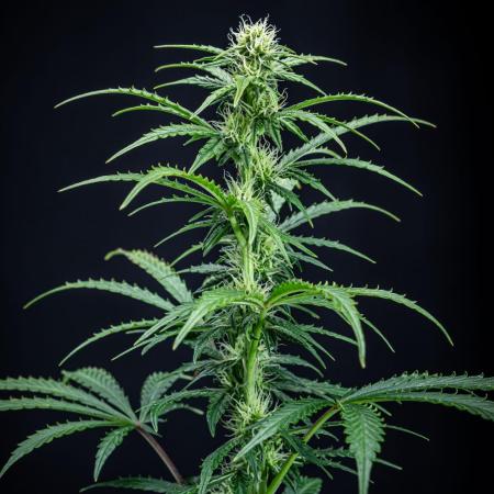 Ghost Train Haze Autoflower Zamnesia