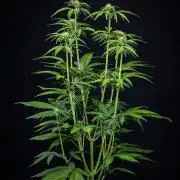 Guava Sundae Auto Fast Buds