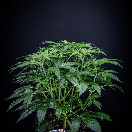 Passion Fruitz Automatic Zamnesia