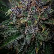 Lemon Cherry Cookies Auto Fast Buds