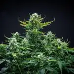 Sour Jealousy Auto Fast buds