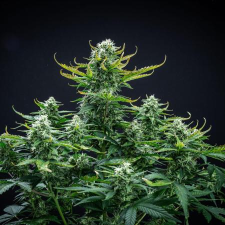 Sour Jealousy Auto Fast buds