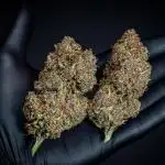Purple Berry Muffinz Sensi Seeds Breeding Grounds Humboldt Seed Company Indoor 2025