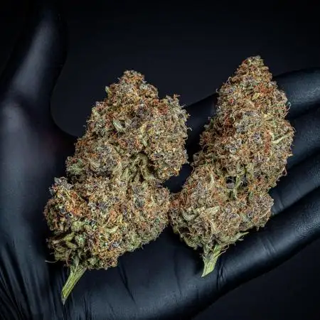 Purple Berry Muffinz Sensi Seeds Breeding Grounds Humboldt Seed Company Indoor 2025