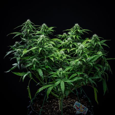 Maui Wowie Autoflower Seeds
