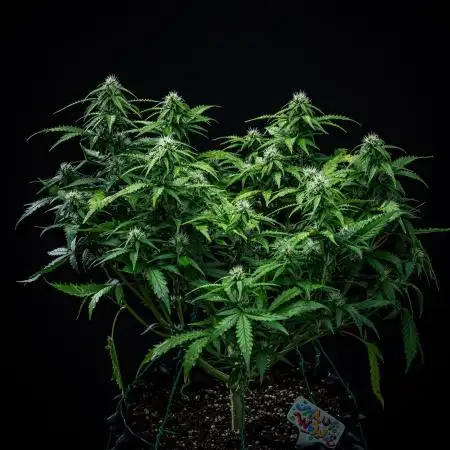 Maui Wowie Autoflower Seeds