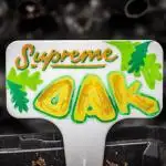 Sensi Supreme Oak Automatic Sensi Seeds