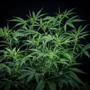 Chemical Candy Green House Seeds