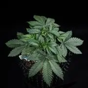 Candy House UKHTA Genetics