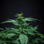 Maui Wowie Autoflower Seeds