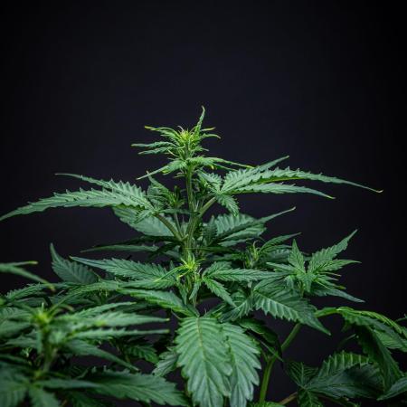 Maui Wowie Autoflower Seeds